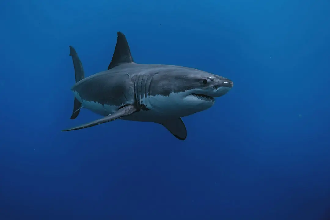 Senators vs. Sharks: Revanșa după eșecul amar în prelungiri