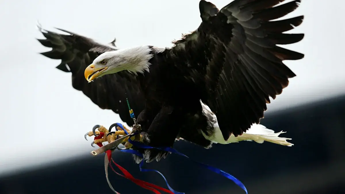 PETA cere Crystal Palace să pensioneze vulturul Phoenix